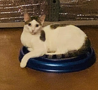 Alika, a Adoptable Domestic Short Hair in Mililani, HI image 3/3