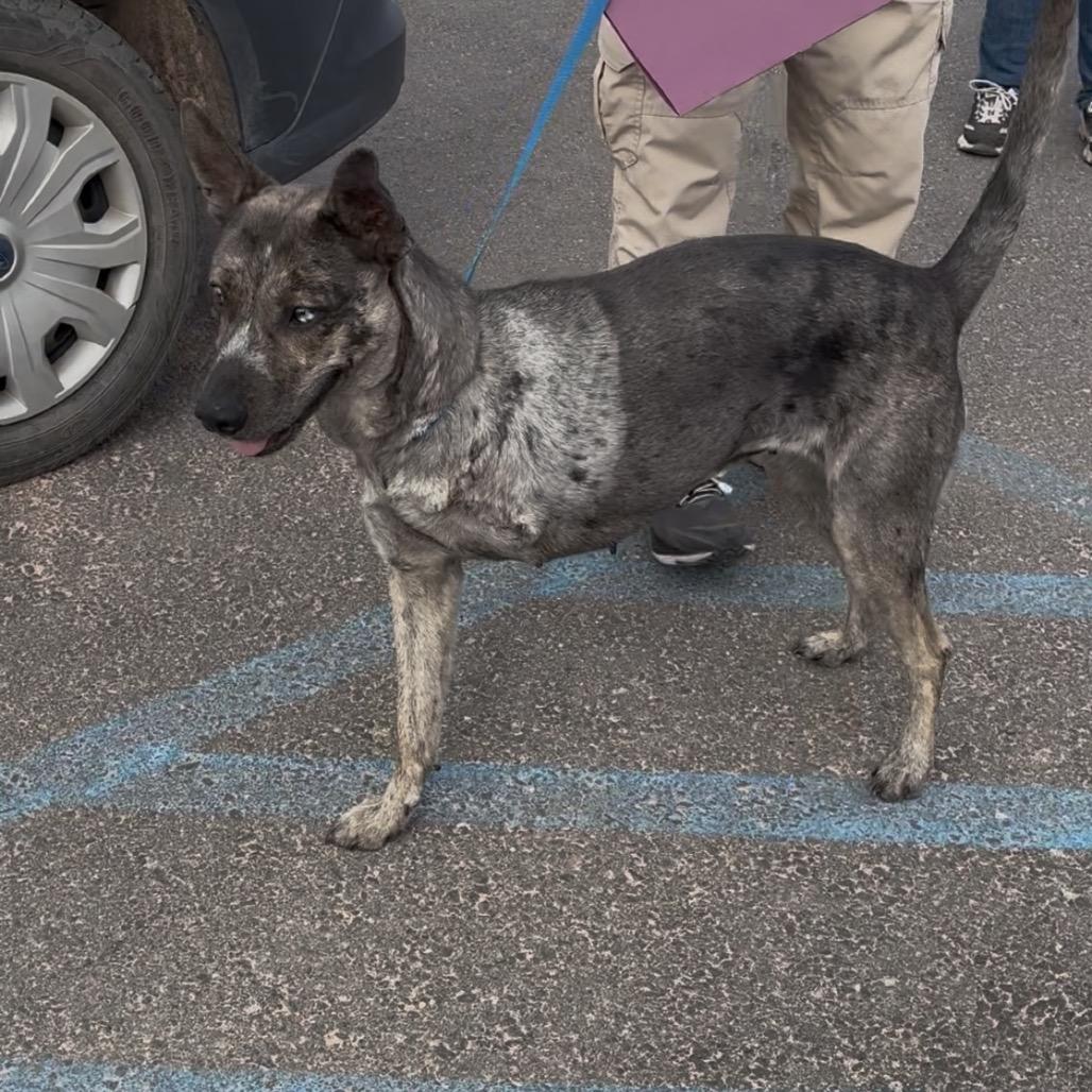 Enlarge Nasra Nahara, a Adoptable mixed breed in Bernalillo, NM image 1/5