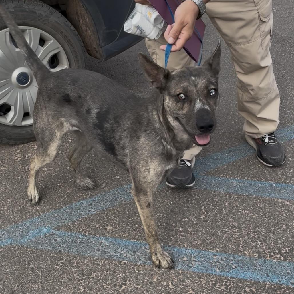 Enlarge Nasra Nahara, a Adoptable mixed breed in Bernalillo, NM image 2/5