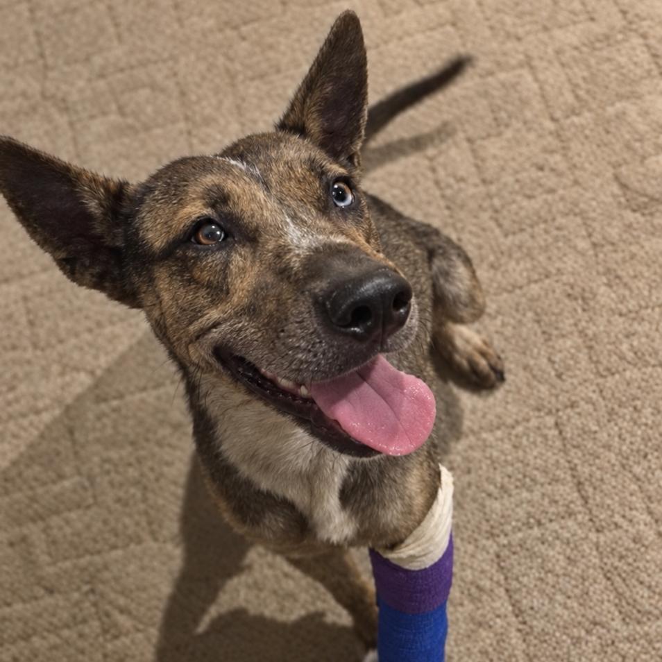 Enlarge Nasra Nahara, a Adoptable mixed breed in Bernalillo, NM image 3/5