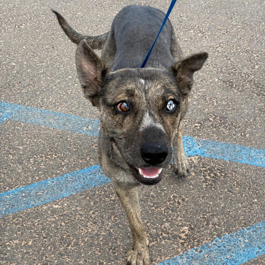 Enlarge Nasra Nahara, a Adoptable mixed breed in Bernalillo, NM image 4/5