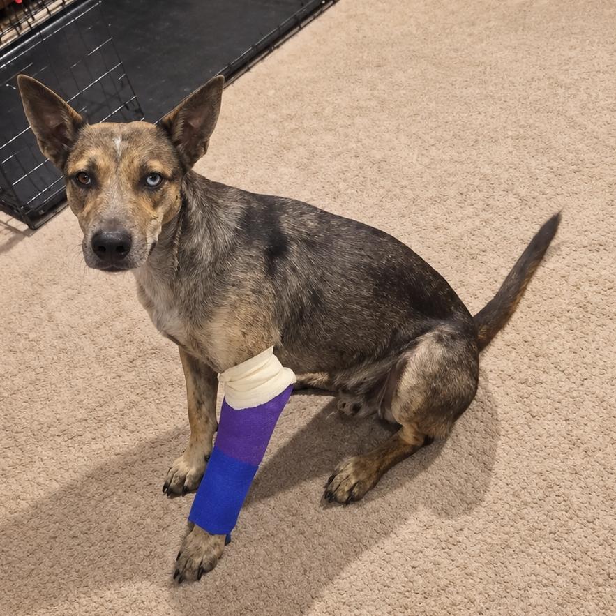 Enlarge Nasra Nahara, a Adoptable mixed breed in Bernalillo, NM image 5/5