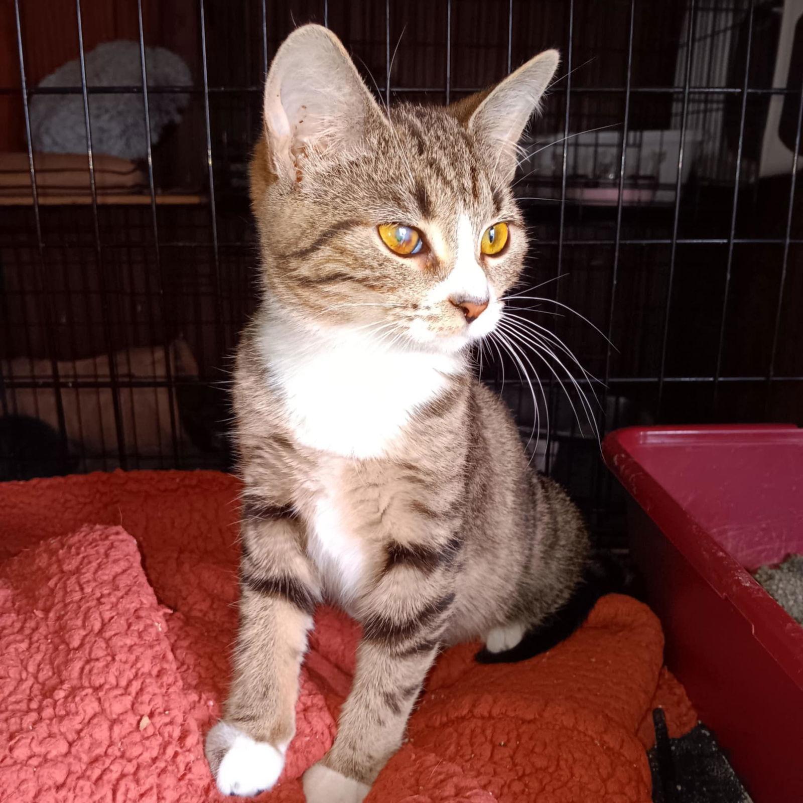 Enlarge Baby Wink, a Adoptable mixed breed in Utica, MI image 1/1