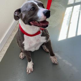 LILLY, Adoptable, Adult Female Pit Bull Terrier.