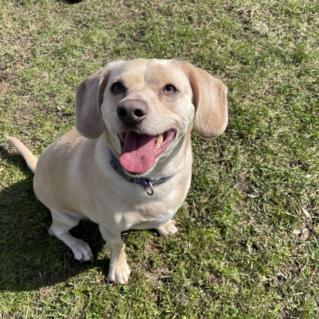 Enlarge Winnie Winston, a Adoptable mixed breed in South Haven, MI image 1/6