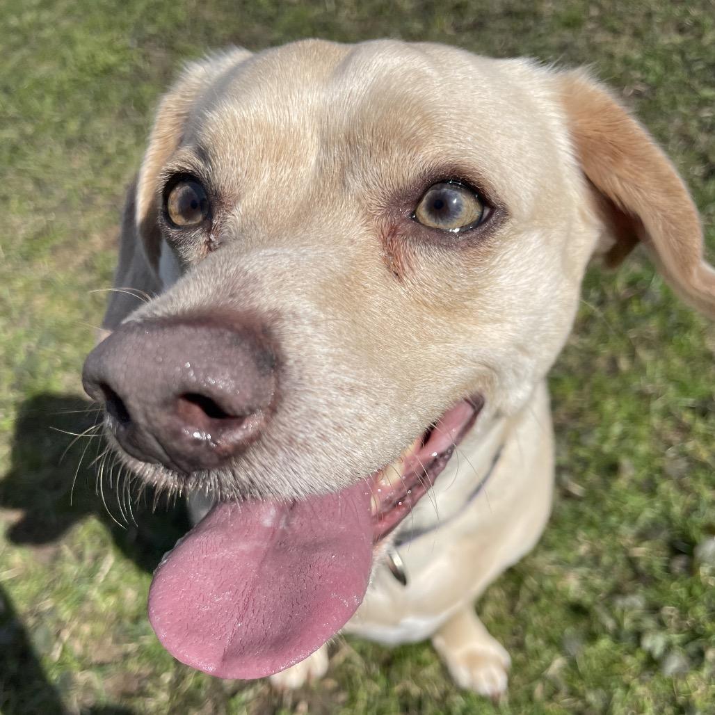 Enlarge Winnie Winston, a Adoptable mixed breed in South Haven, MI image 2/6