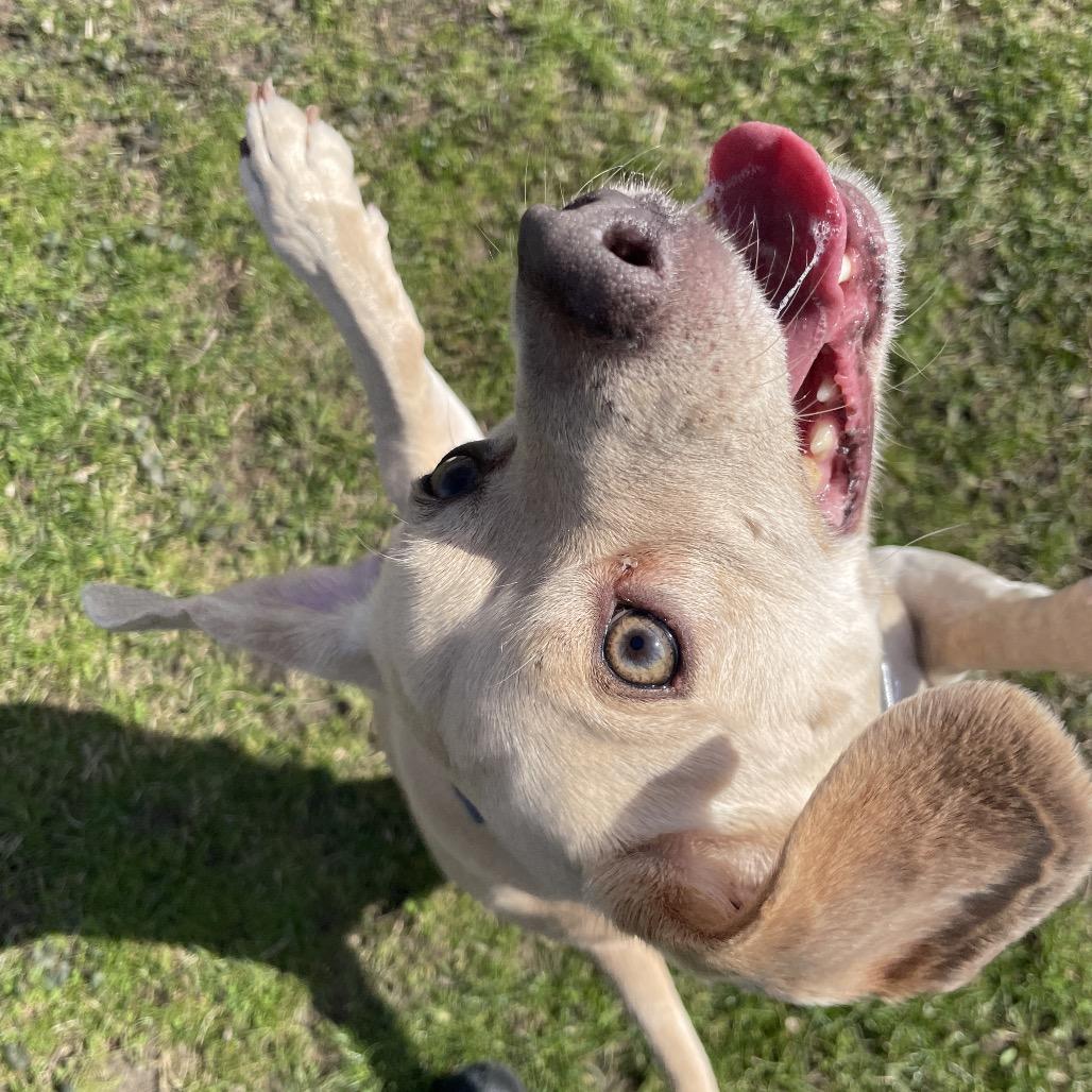 Enlarge Winnie Winston, a Adoptable mixed breed in South Haven, MI image 3/6