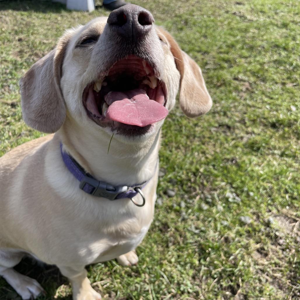 Enlarge Winnie Winston, a Adoptable mixed breed in South Haven, MI image 4/6