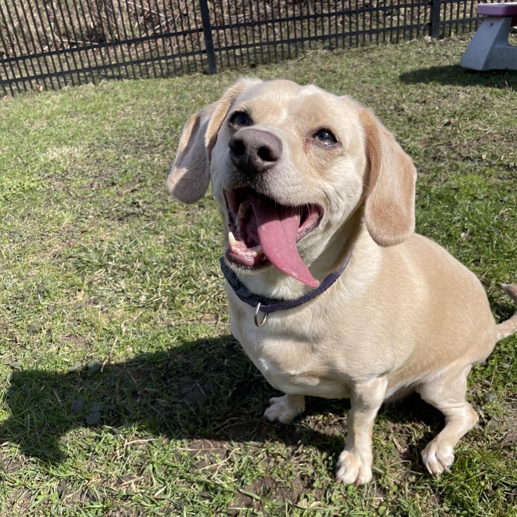 Enlarge Winnie Winston, a Adoptable mixed breed in South Haven, MI image 5/6