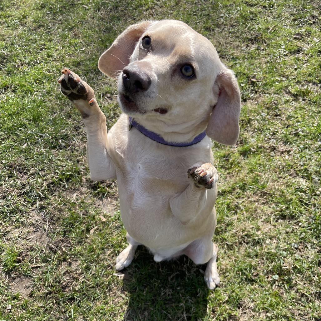 Enlarge Winnie Winston, a Adoptable mixed breed in South Haven, MI image 6/6