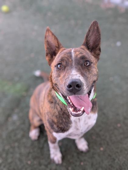 Gizmo, Adoptable, Young Male Pit Bull Terrier & Mixed Breed.