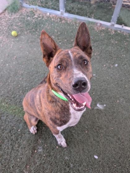 Gizmo, a Adoptable mixed breed in Divide, CO image 2/2