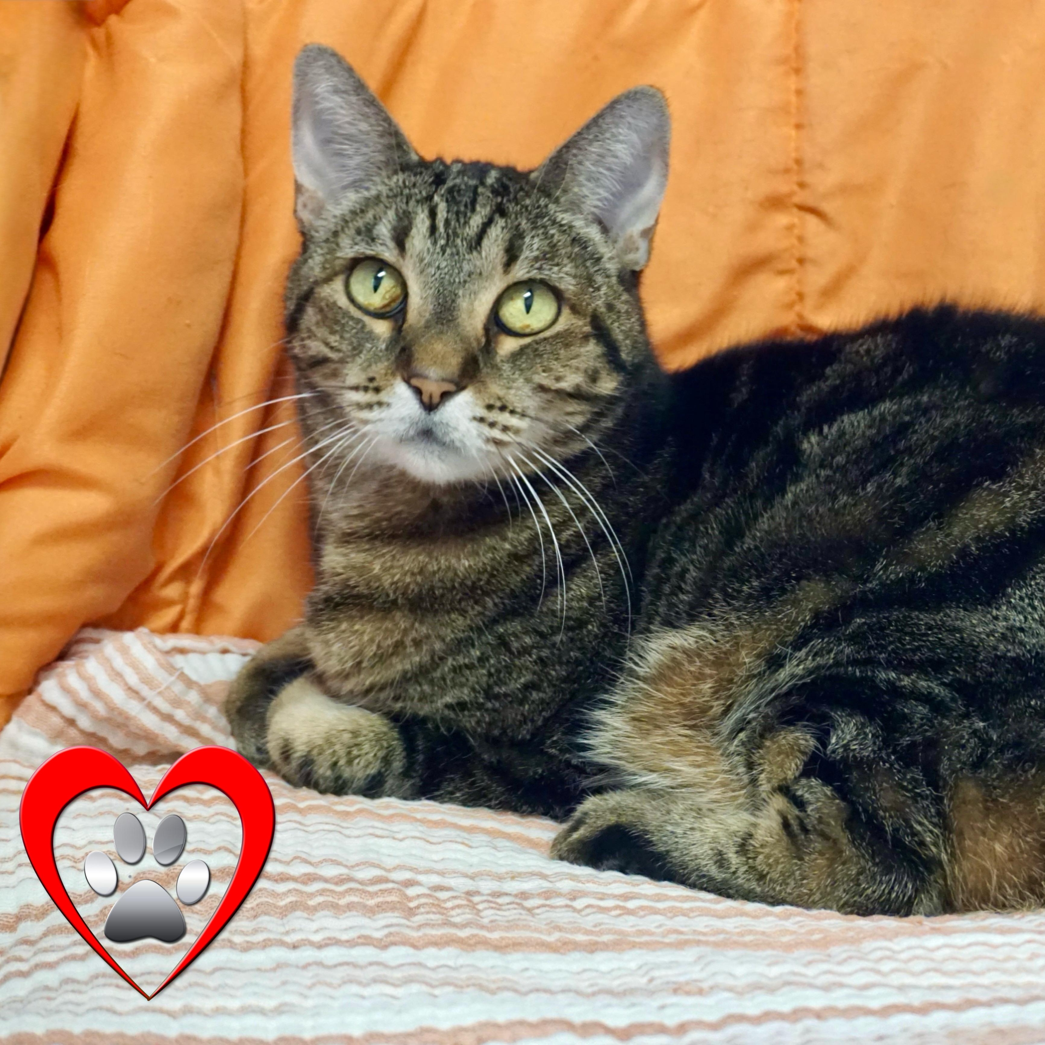 Nelli Morro, an adopted Domestic Short Hair in Fountain Hills, AZ image 1/6