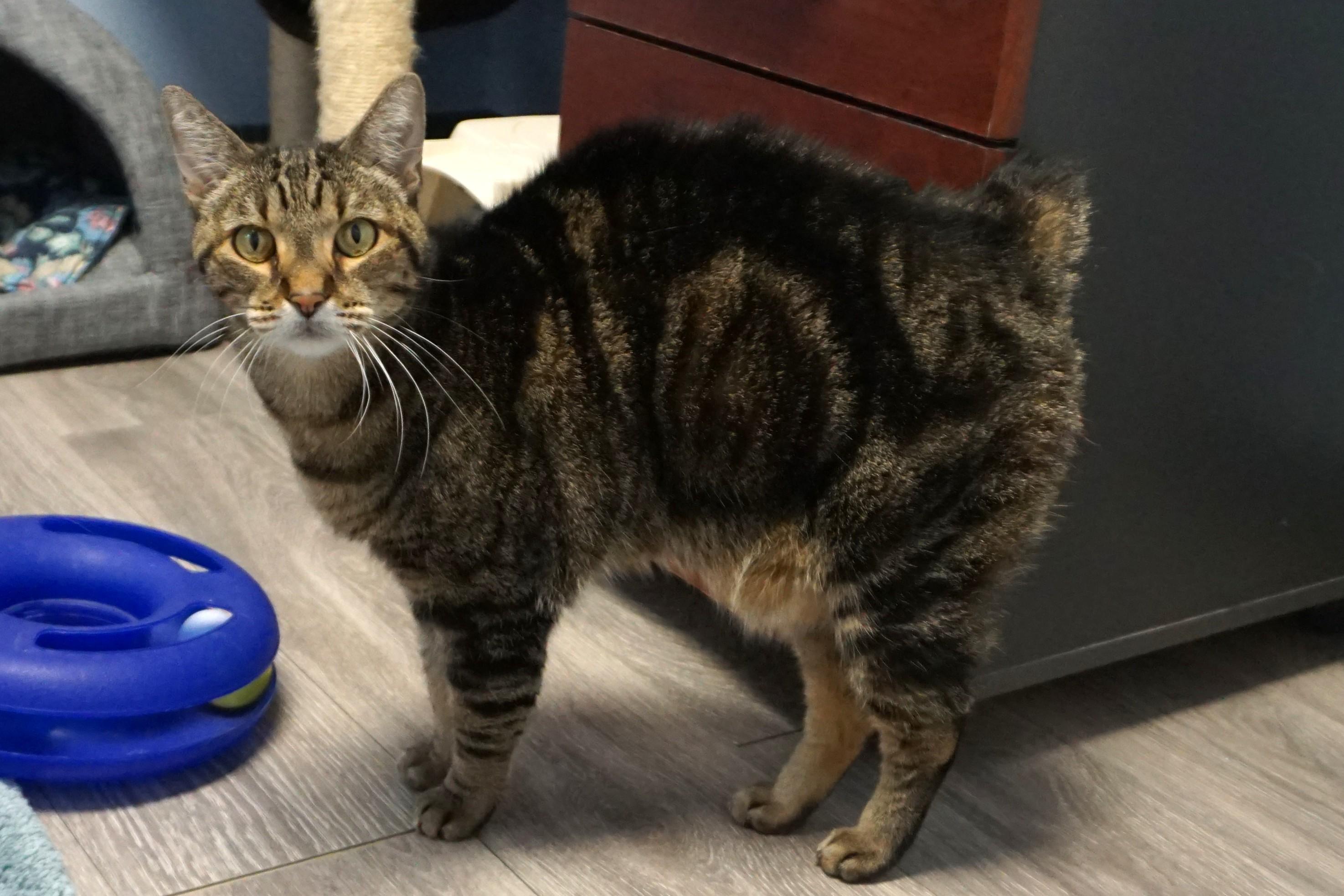 Nelli Morro, an adopted Domestic Short Hair in Fountain Hills, AZ image 6/6