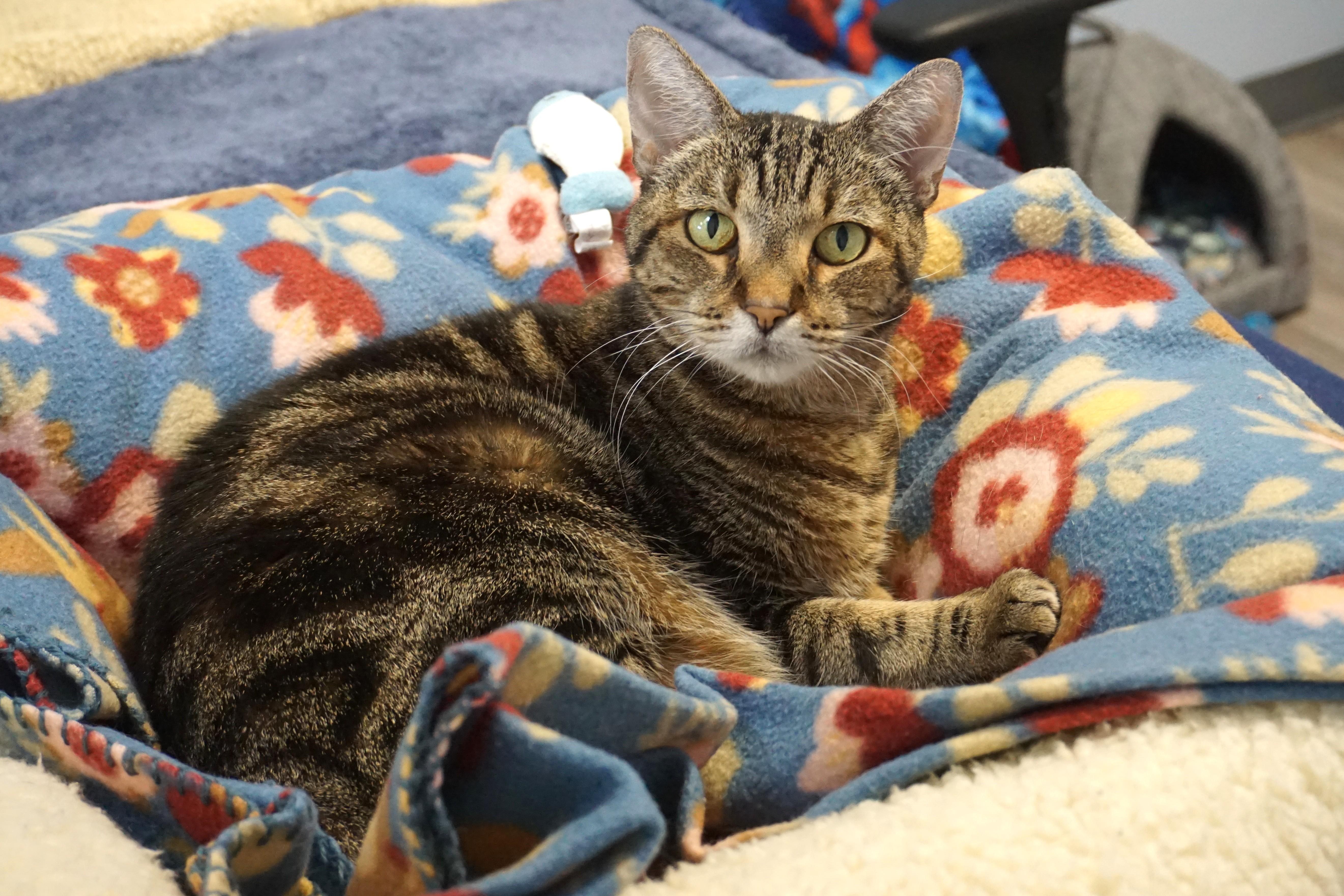 Nelli Morro, an adopted Domestic Short Hair in Fountain Hills, AZ image 4/6