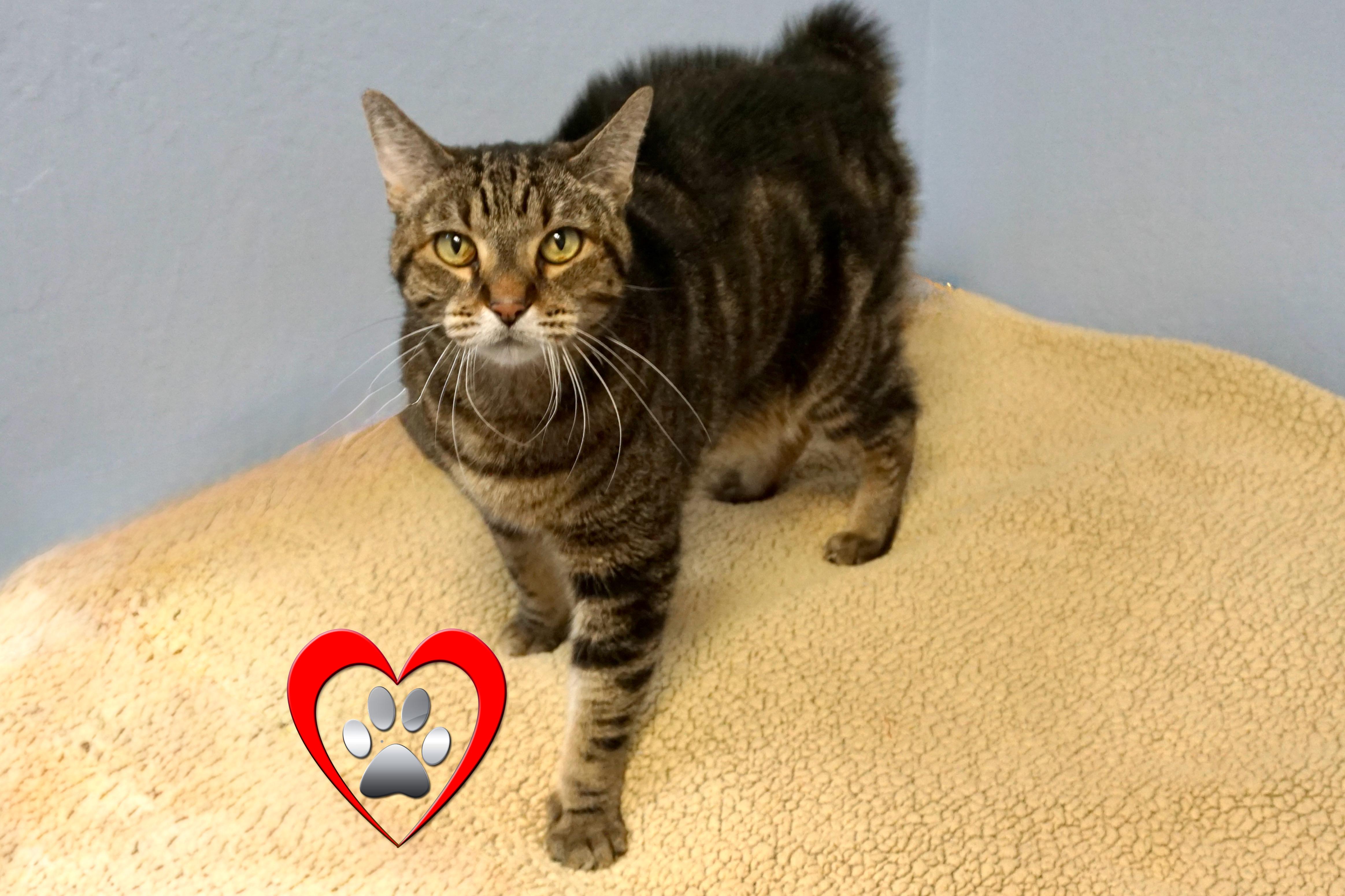 Nelli Morro, an adopted Domestic Short Hair in Fountain Hills, AZ image 3/6