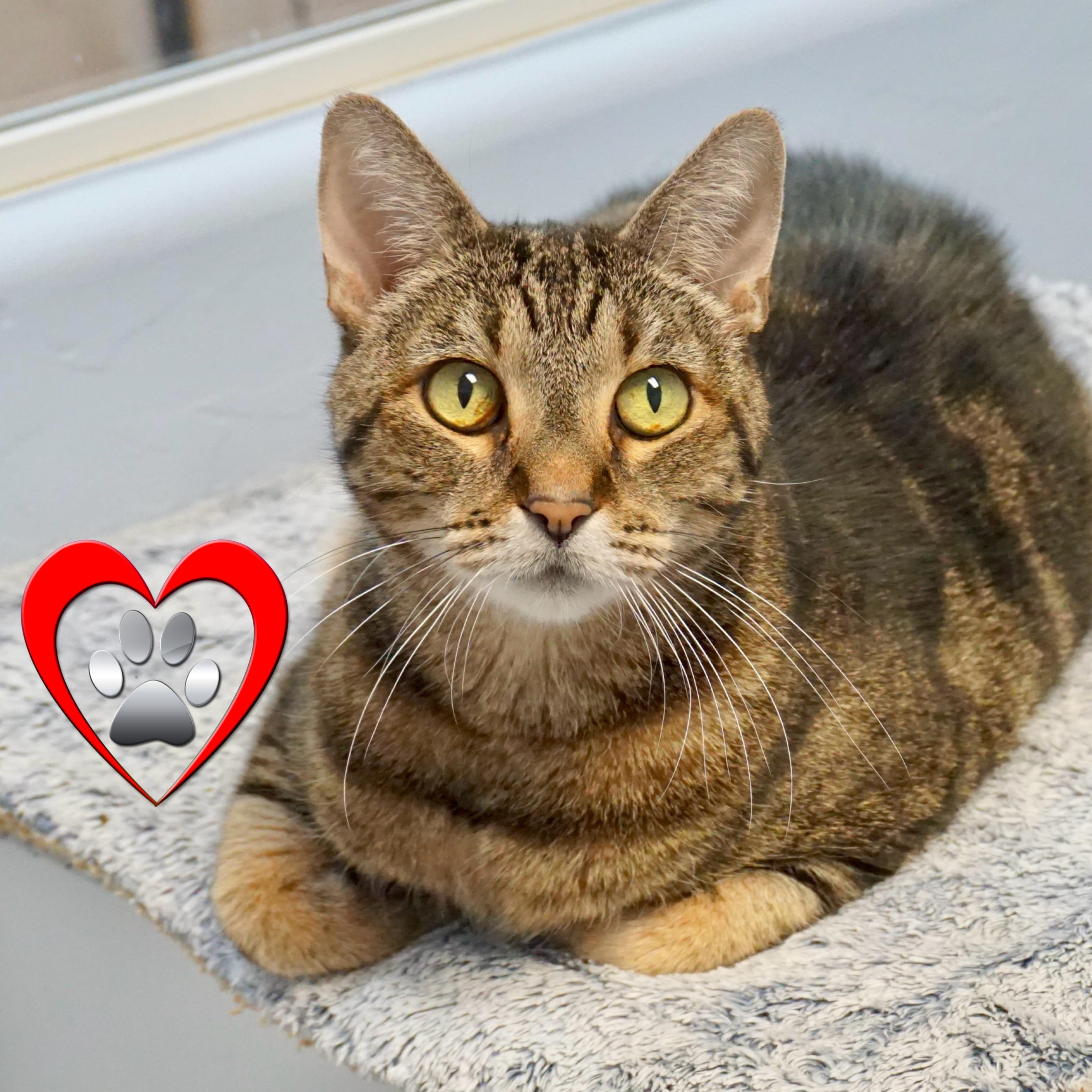 Nelli Morro, an adopted Domestic Short Hair in Fountain Hills, AZ image 2/6