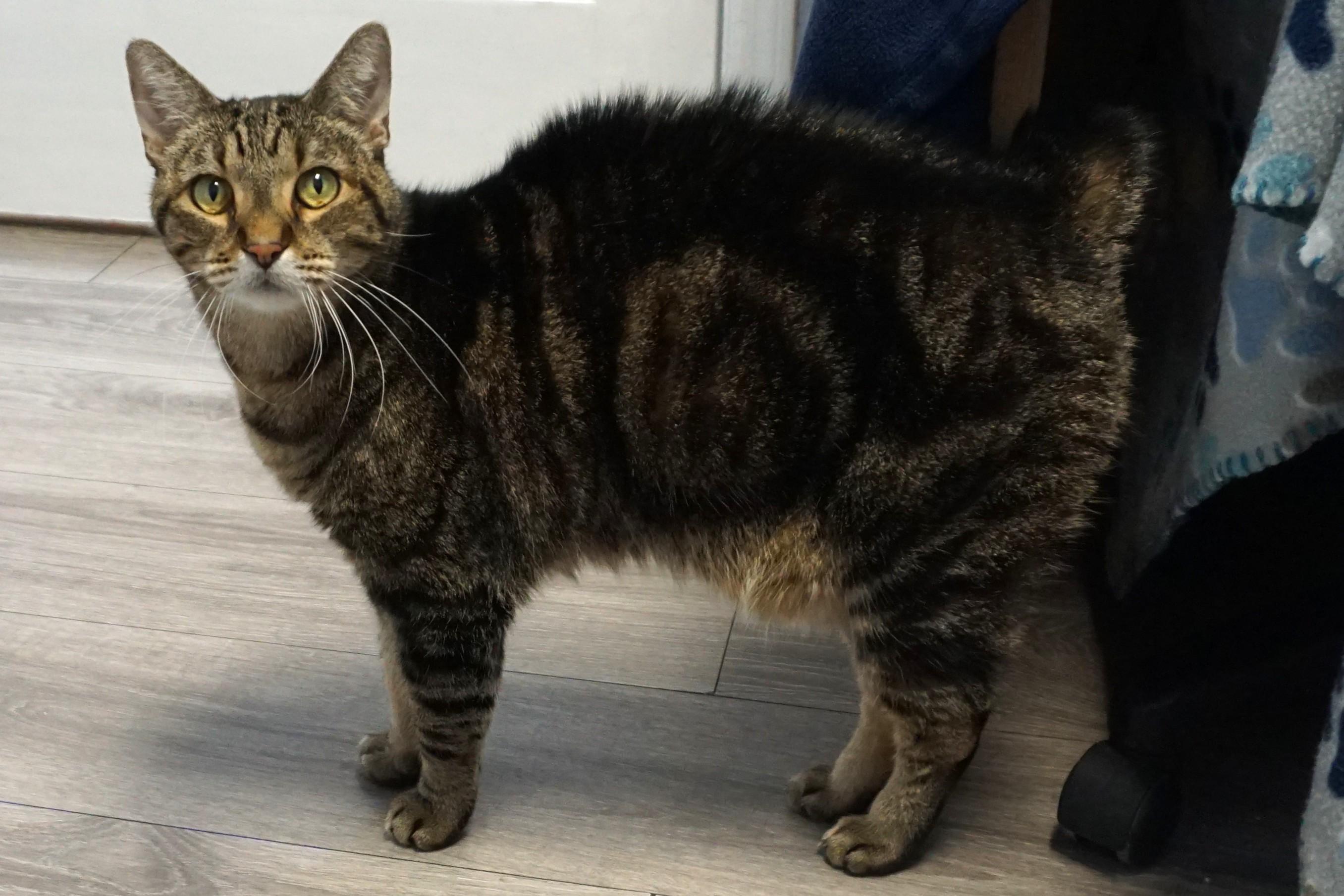 Nelli Morro, an adopted Domestic Short Hair in Fountain Hills, AZ image 5/6