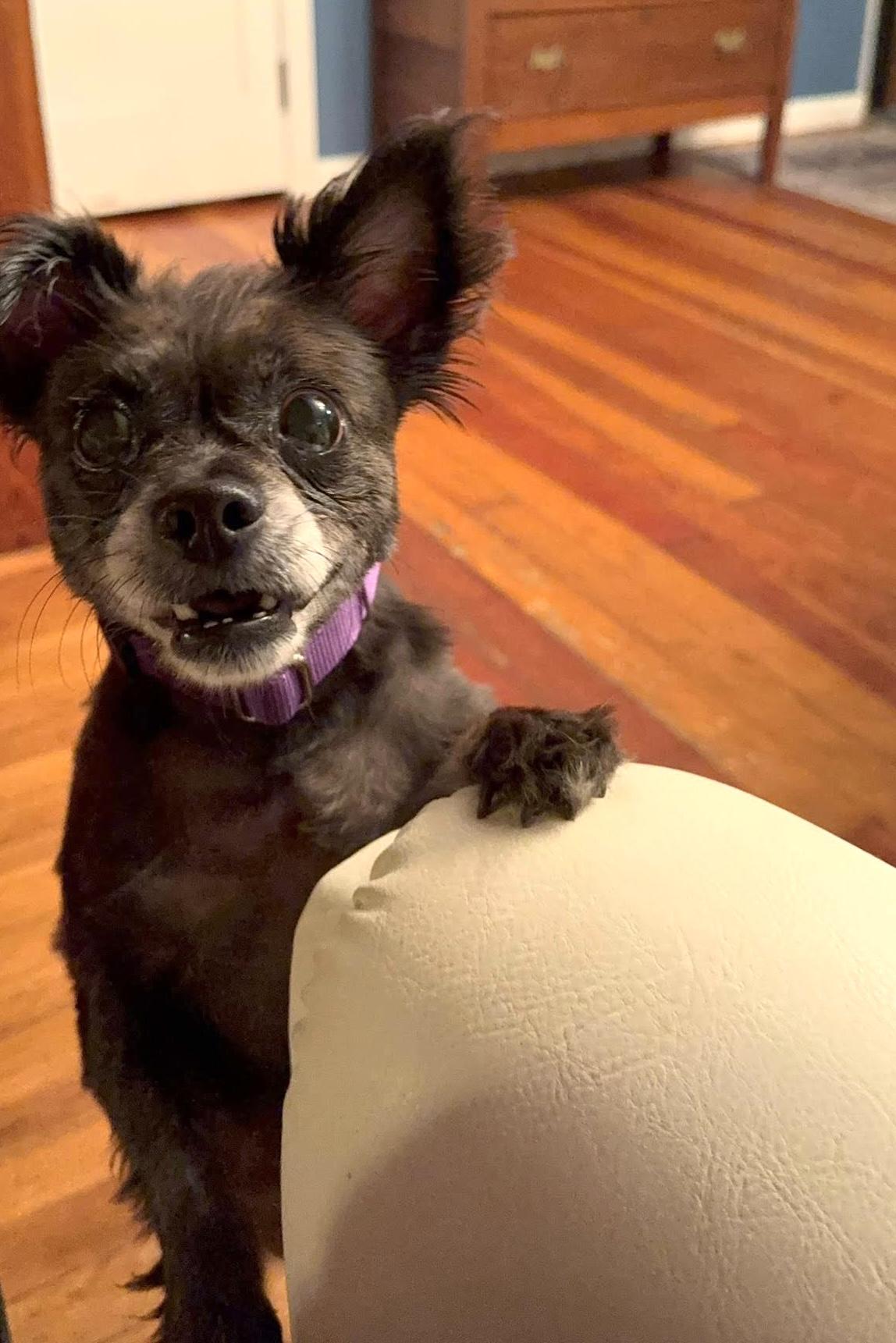 Winnie, a Adoptable mixed breed in Worcester, MA image 4/6