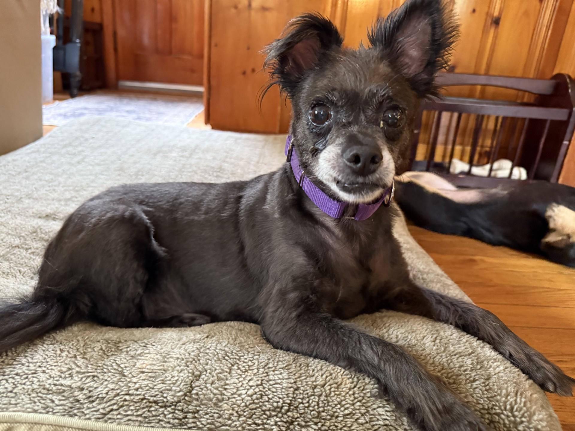 Winnie, a Adoptable mixed breed in Worcester, MA image 3/6