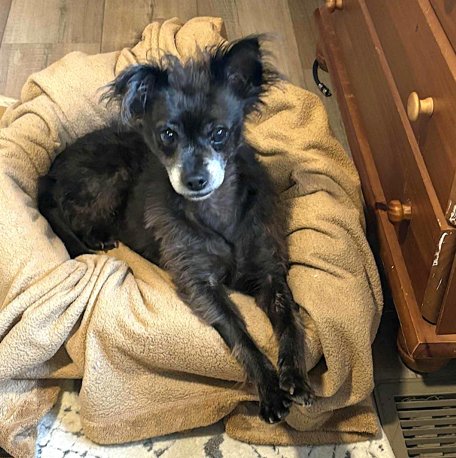 Winnie, Adoptable, Senior Female Papillon & Chihuahua.