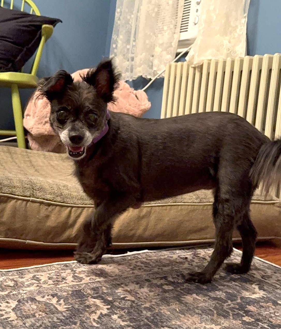 Winnie, a Adoptable mixed breed in Worcester, MA image 5/6