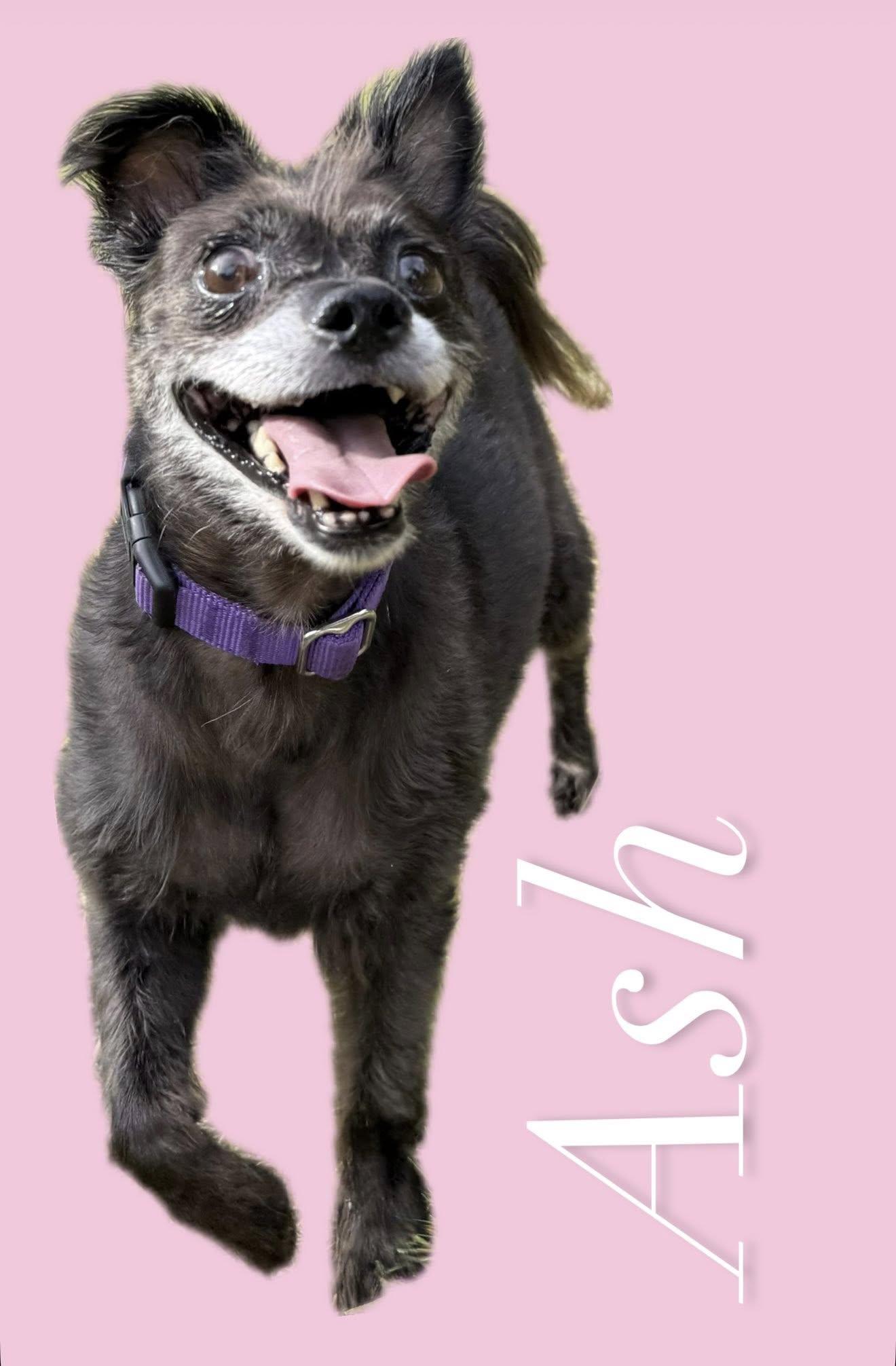 Winnie, a Adoptable mixed breed in Worcester, MA image 6/6