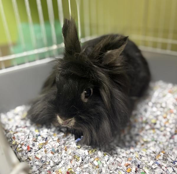 Enlarge Thelma, a Adoptable Lionhead in Sioux City, IA image 1/1