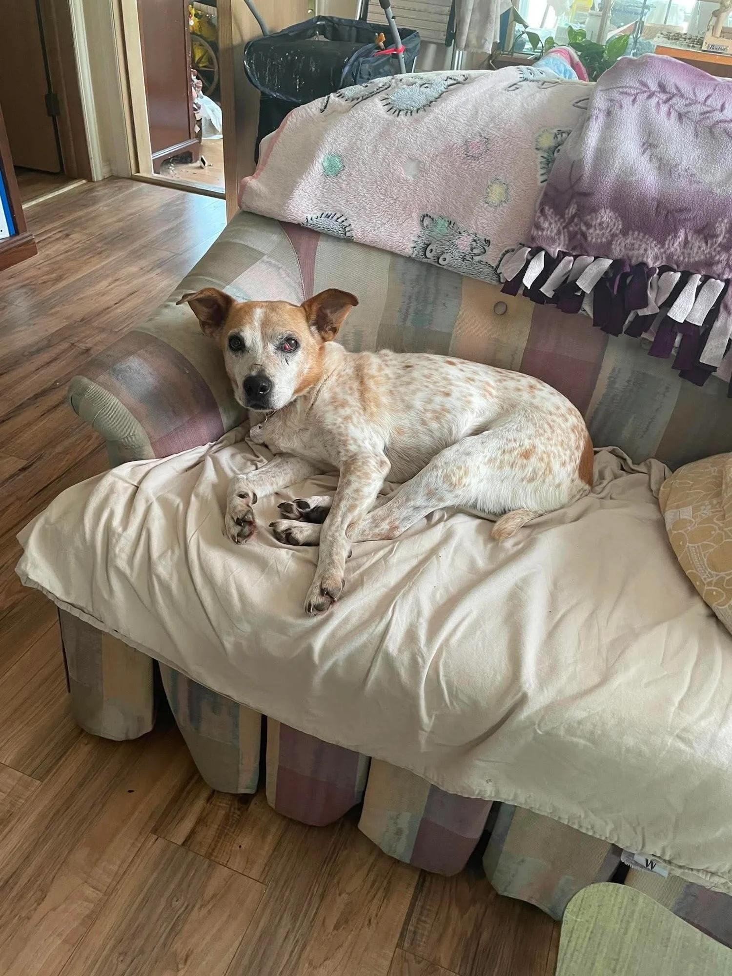 Enlarge Pickles, a ADOPTABLE Mixed Breed in De Pere, WI image 2/2