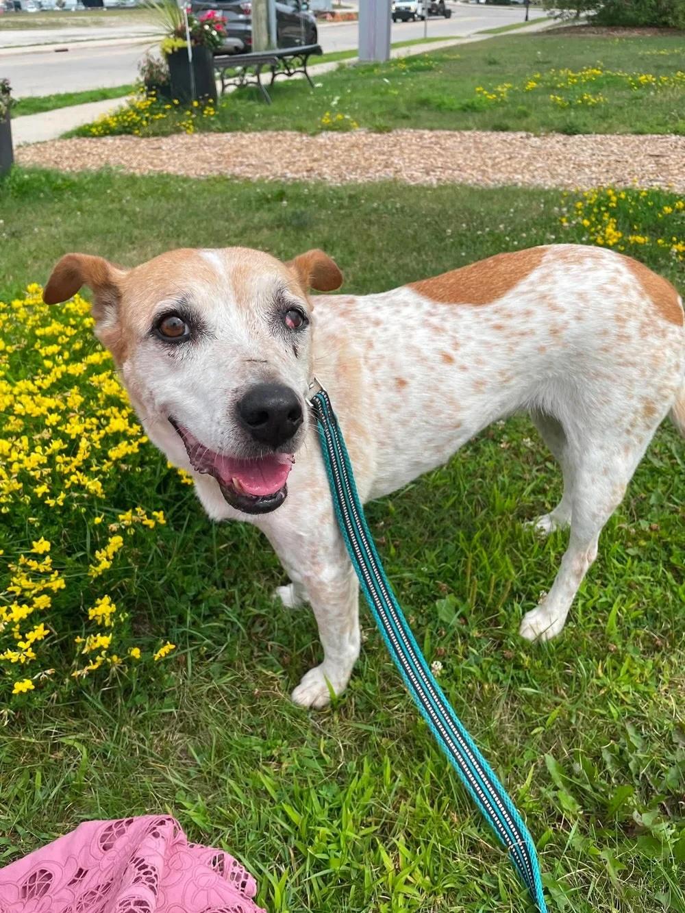 Enlarge Pickles, a ADOPTABLE Mixed Breed in De Pere, WI image 1/2