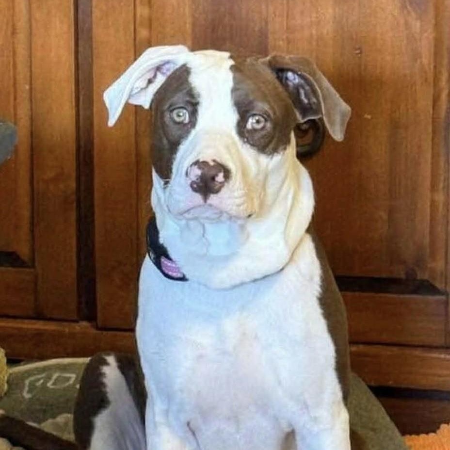 Chika, Adoptable, Adult Female Labrador Retriever & American Staffordshire Terrier.