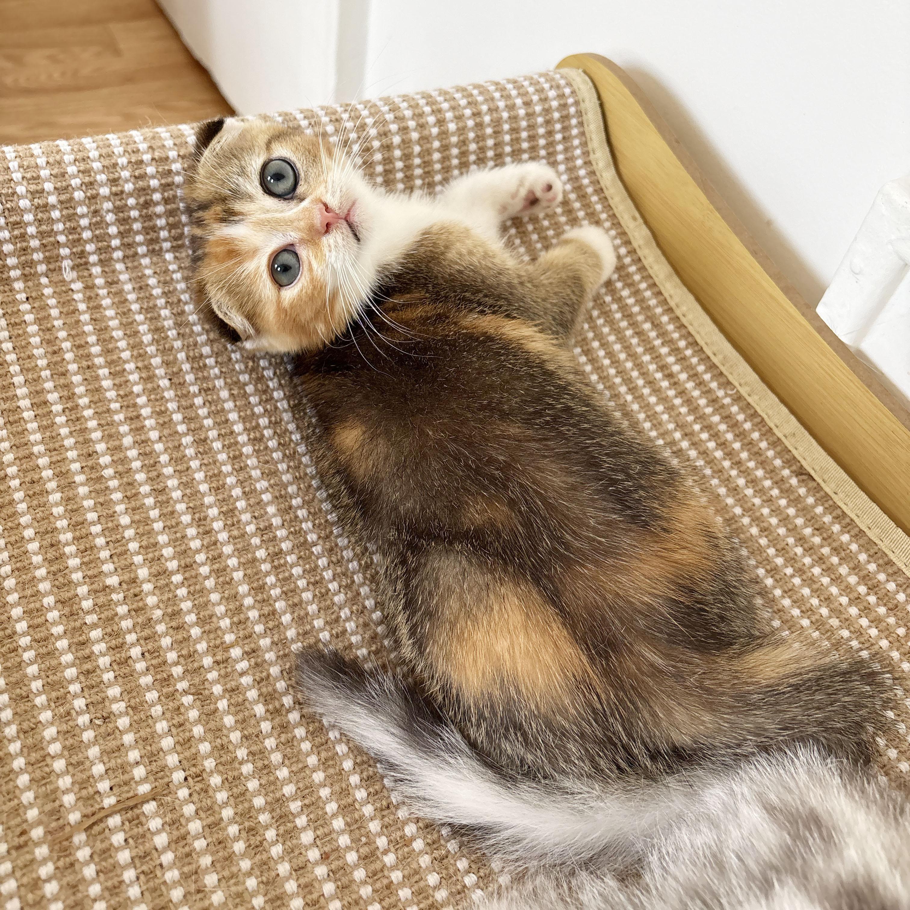 Enlarge Titania & Helene, an adopted Scottish Fold in BROOKLYN, NY image 3/6