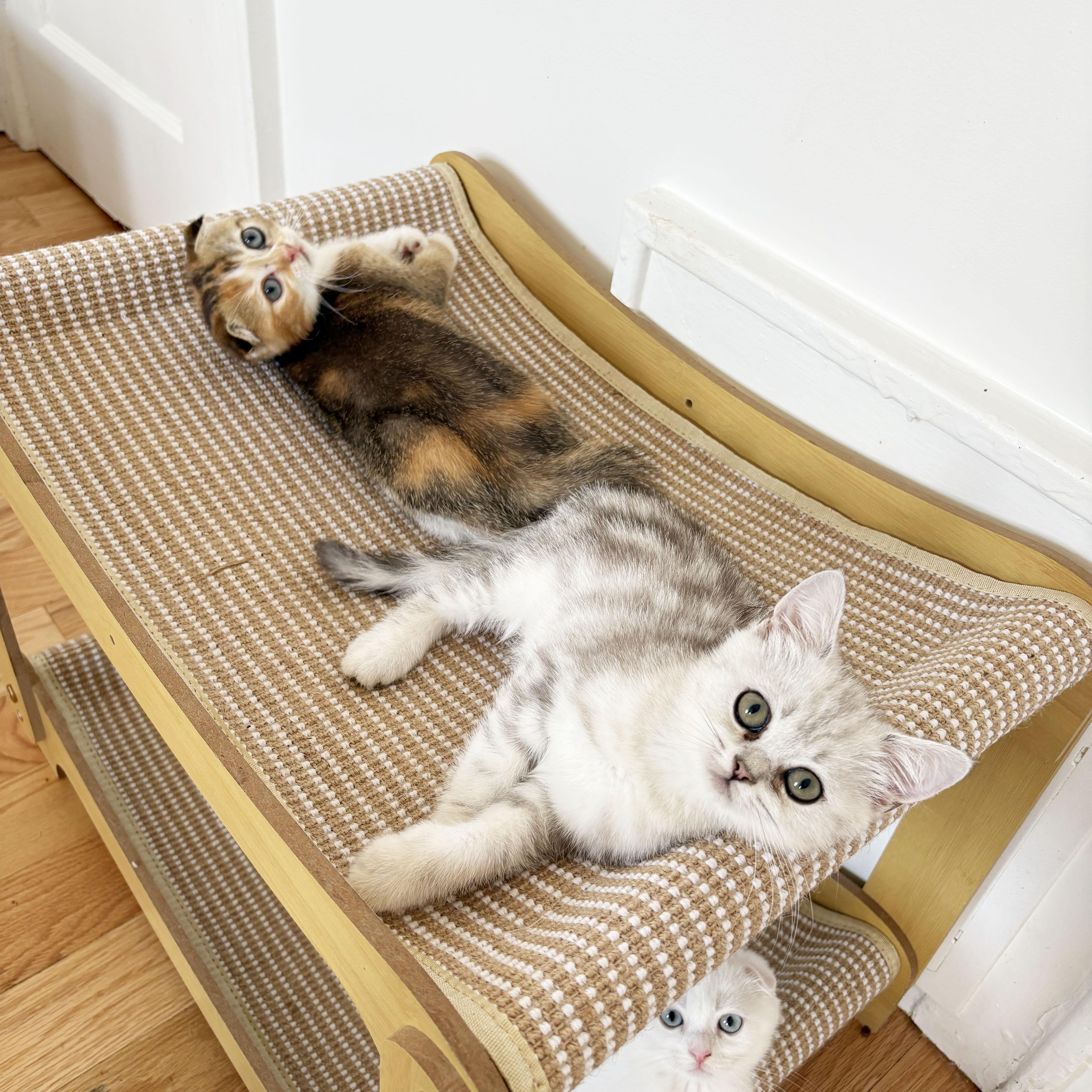 Enlarge Titania & Helene, an adopted Scottish Fold in BROOKLYN, NY image 4/6