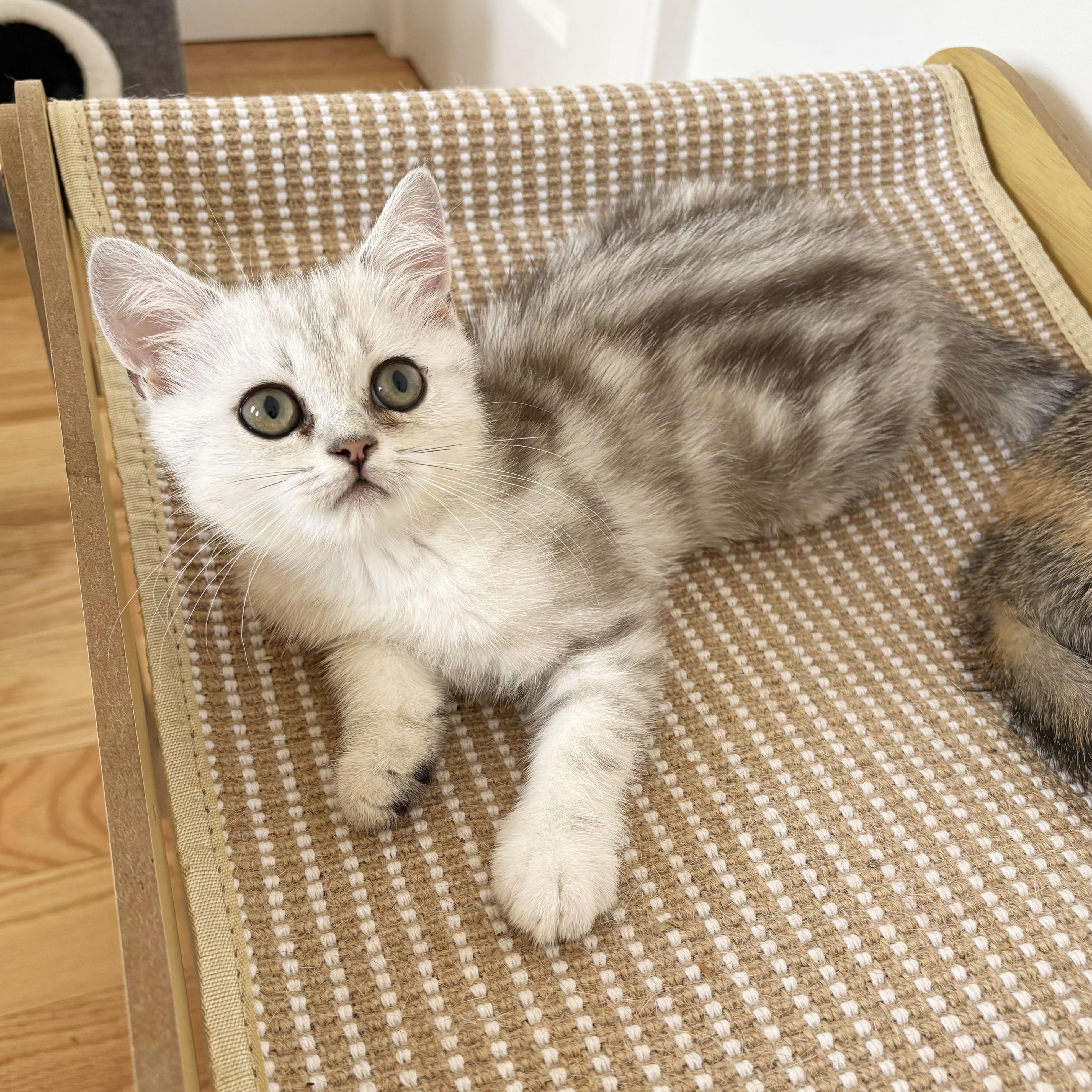 Enlarge Titania & Helene, an adopted Scottish Fold in BROOKLYN, NY image 5/6