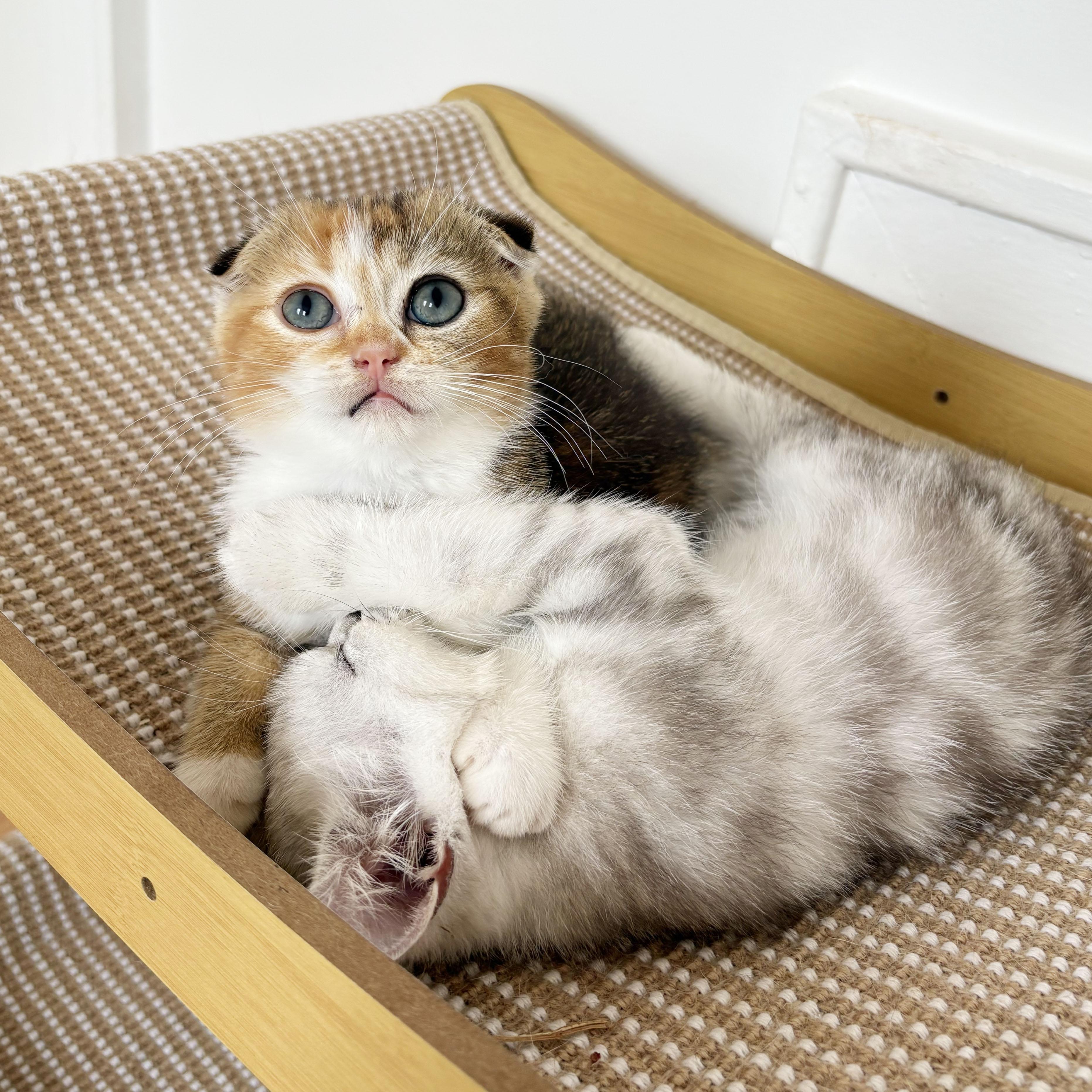 Enlarge Titania & Helene, an adopted Scottish Fold in BROOKLYN, NY image 2/6
