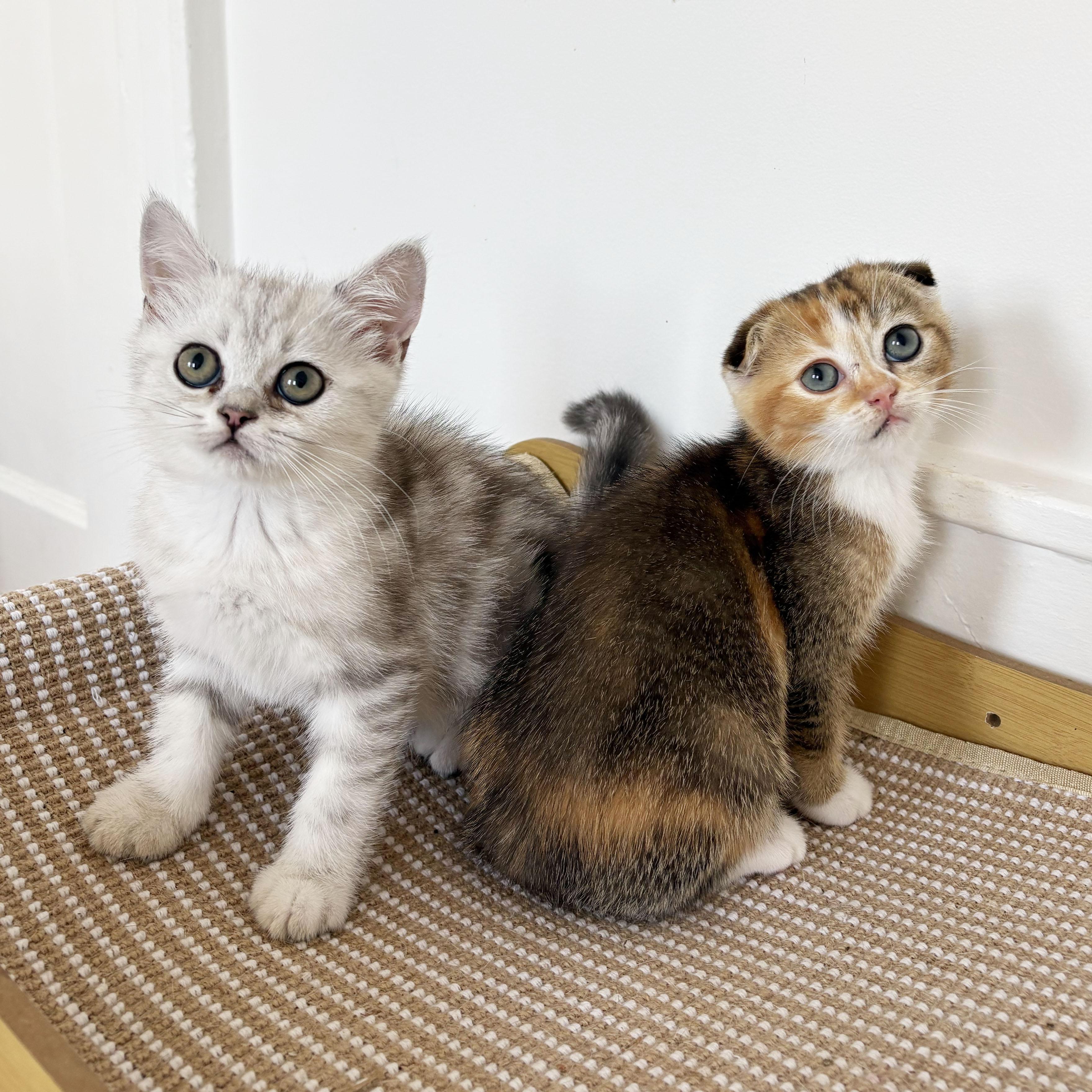 Enlarge Titania & Helene, an adopted Scottish Fold in BROOKLYN, NY image 1/6