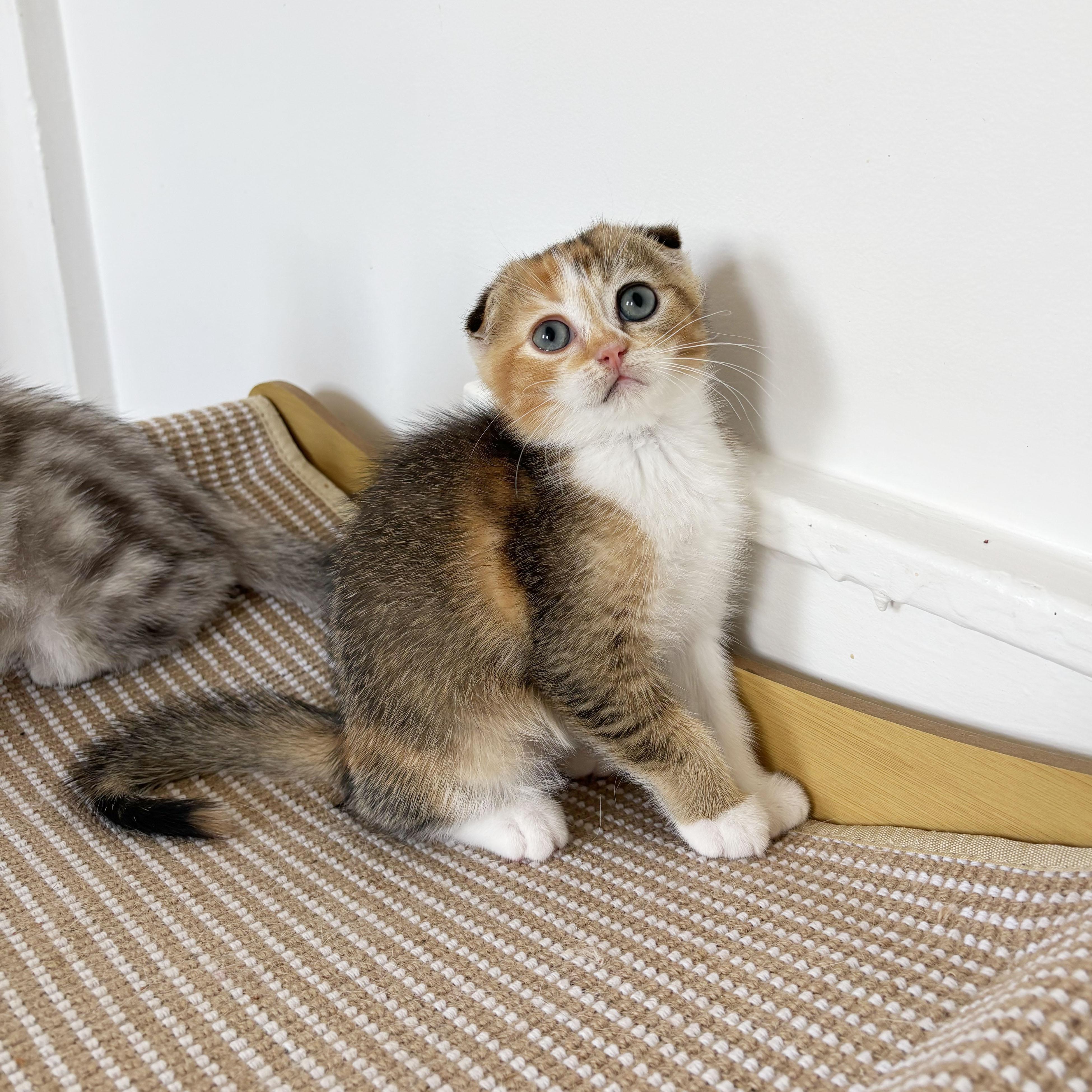 Enlarge Titania & Helene, an adopted Scottish Fold in BROOKLYN, NY image 6/6