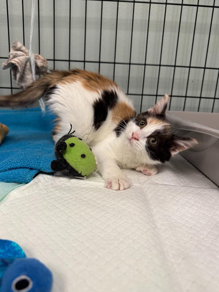 Enlarge Dallas, a Adoptable mixed breed in Viroqua, WI image 1/4