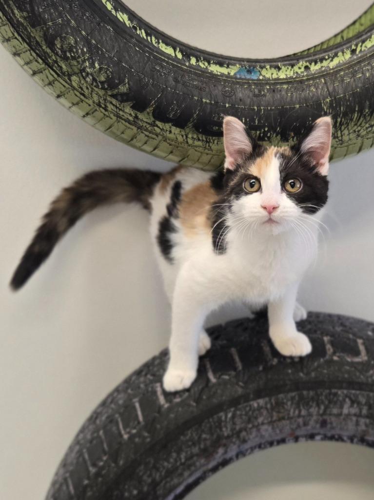 Enlarge Dallas, a Adoptable mixed breed in Viroqua, WI image 3/4