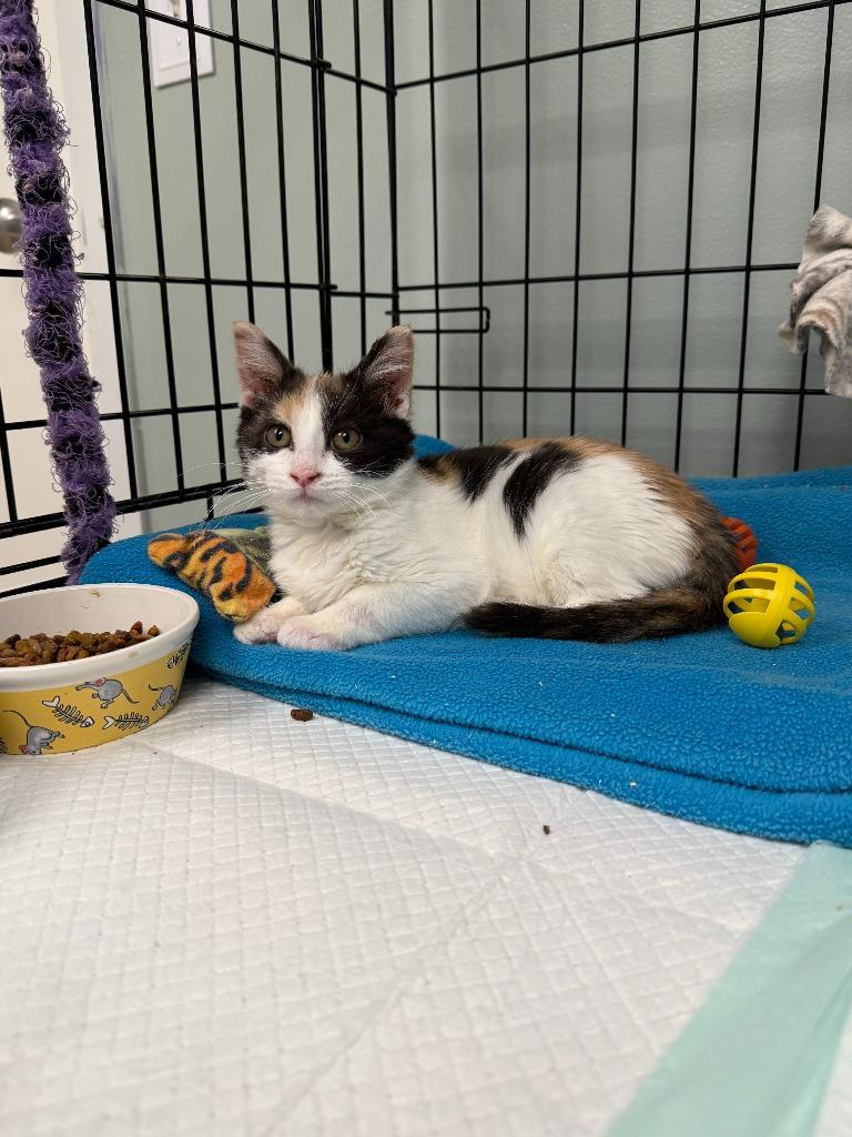 Enlarge Dallas, a Adoptable mixed breed in Viroqua, WI image 4/4