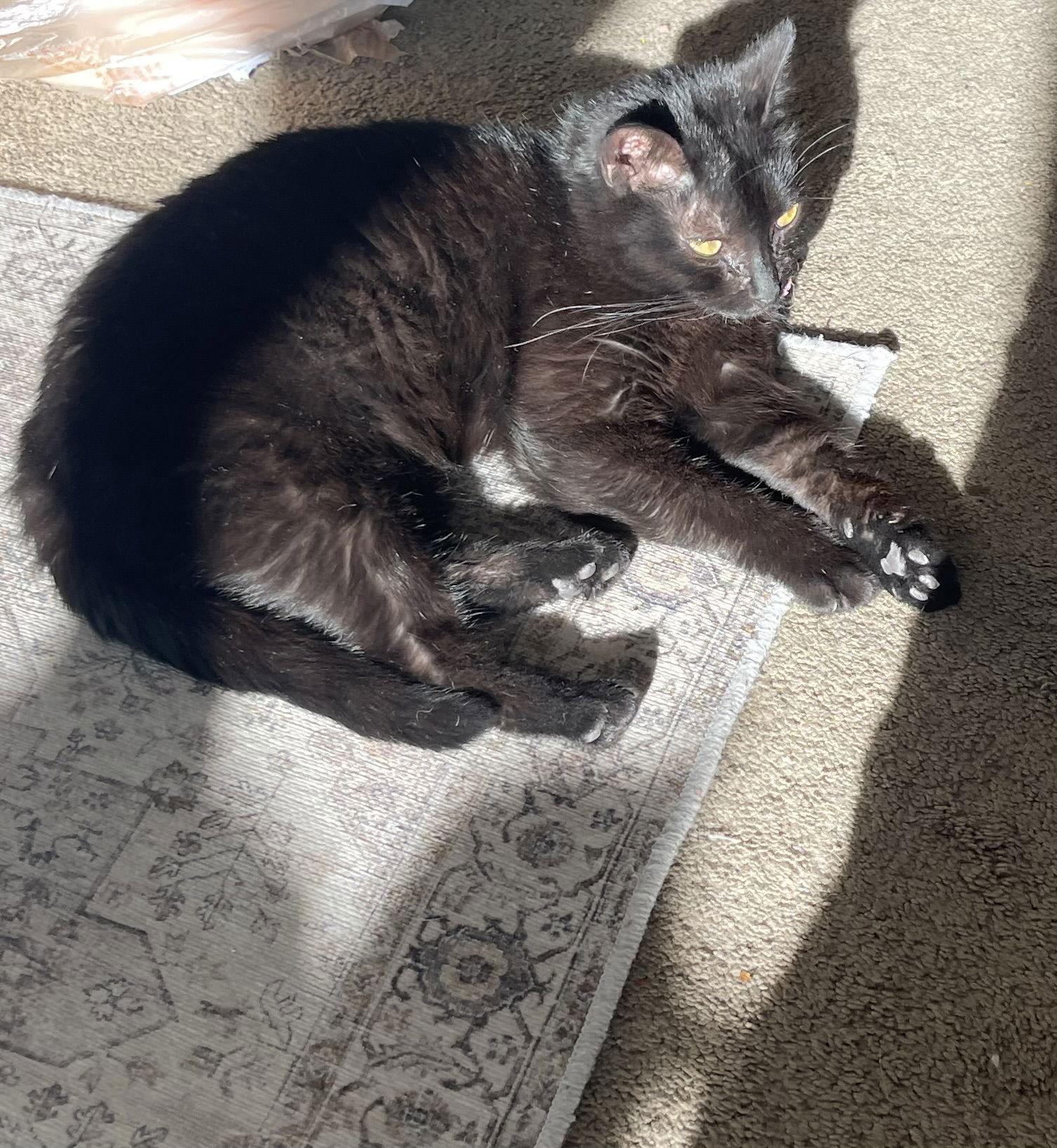PANTHY, Adoptable, Kitten Male Domestic Short Hair.