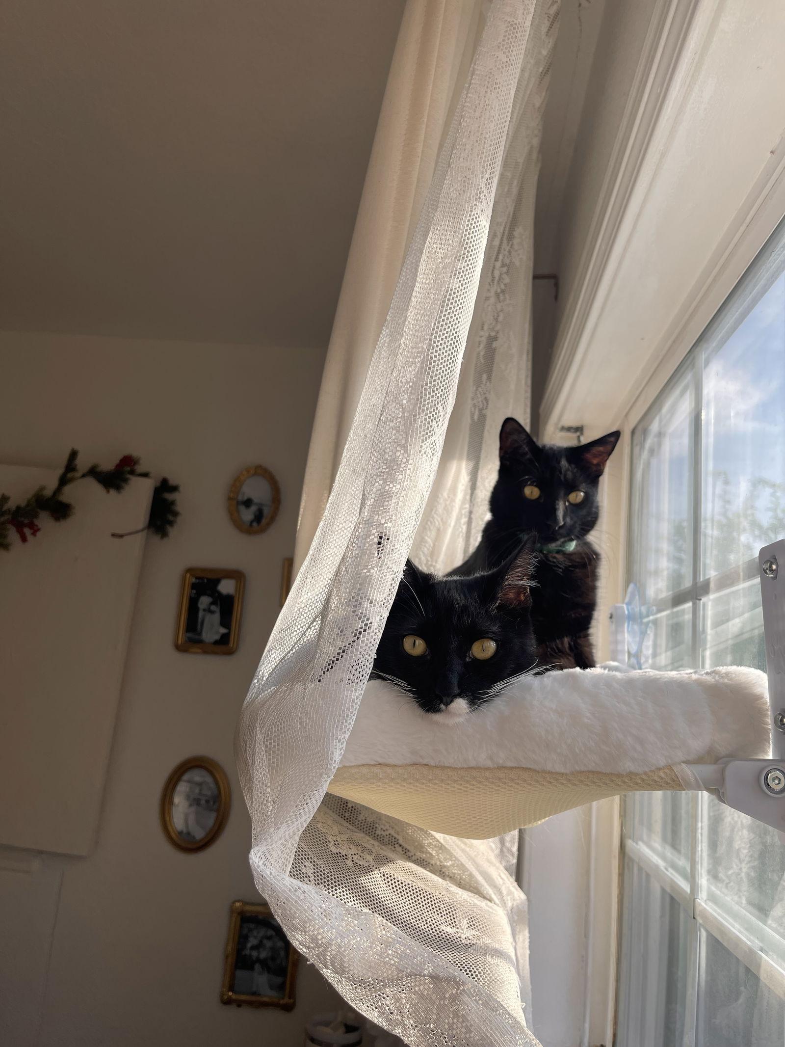 Enlarge PANTHY, a Adoptable Domestic Short Hair in Walnut Creek, CA image 4/6