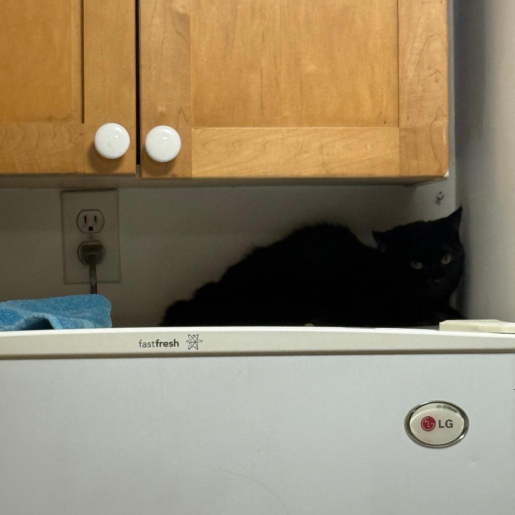 Enlarge Cadbury, a Adoptable Domestic Short Hair in New York, NY image 1/6