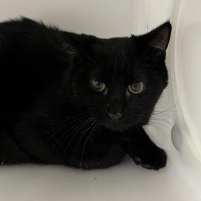 Enlarge Cadbury, a Adoptable Domestic Short Hair in New York, NY image 2/6