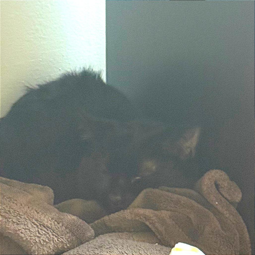 Enlarge Cadbury, a Adoptable Domestic Short Hair in New York, NY image 3/6