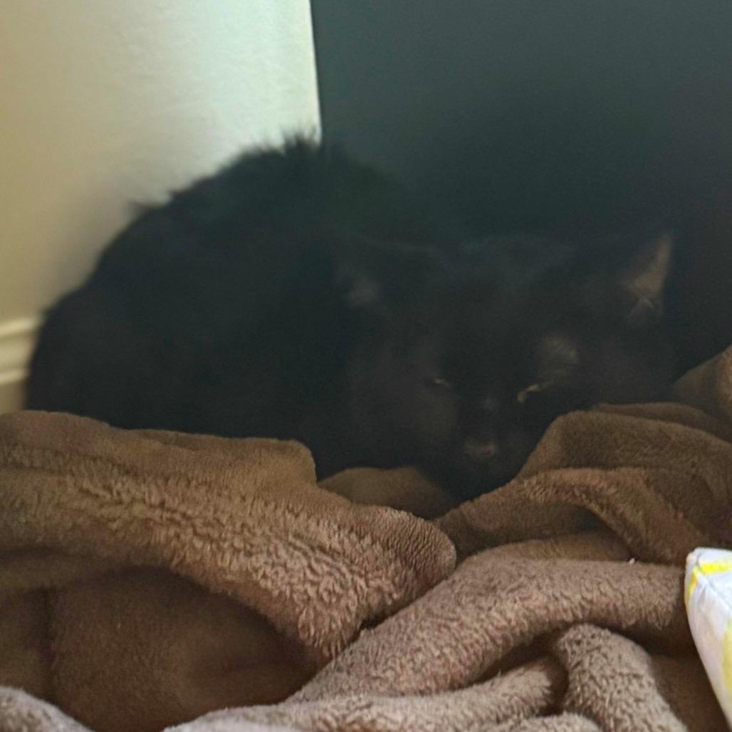 Enlarge Cadbury, a Adoptable Domestic Short Hair in New York, NY image 4/6