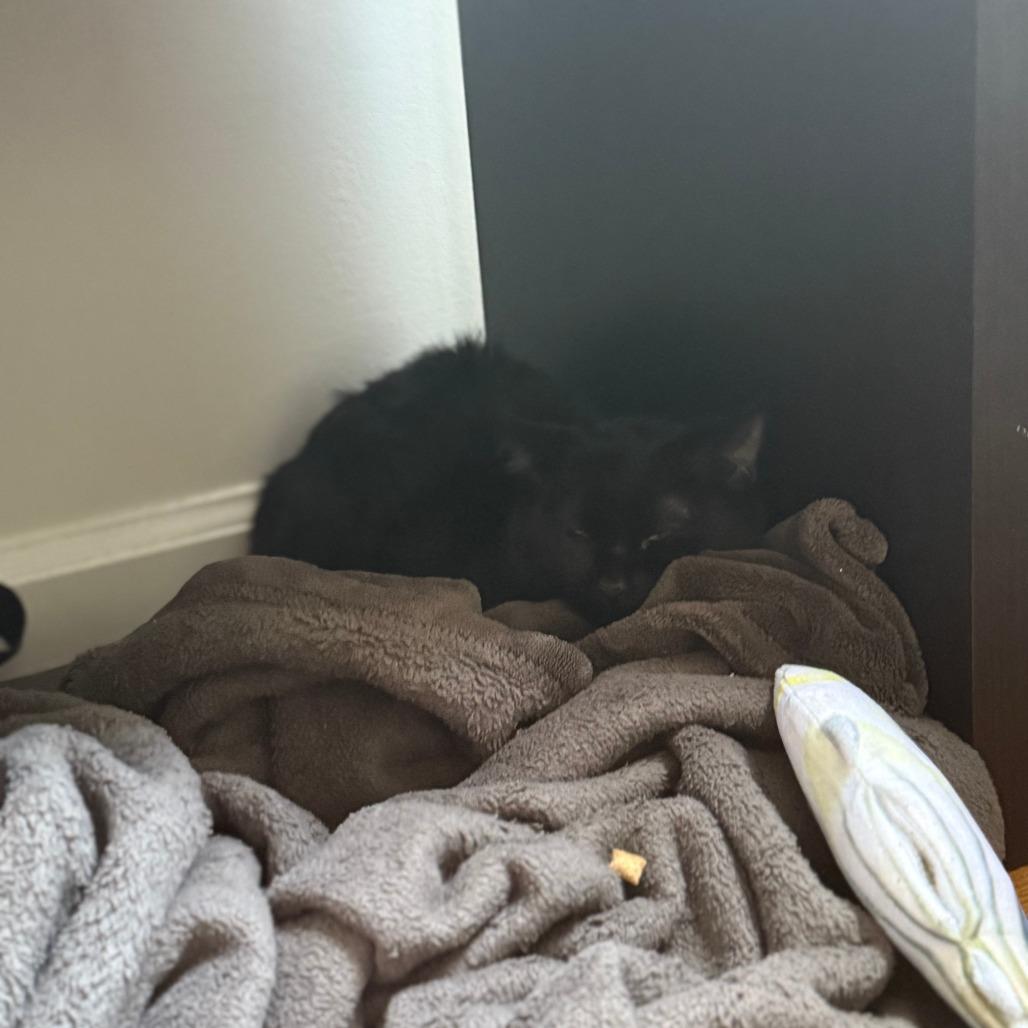 Enlarge Cadbury, a Adoptable Domestic Short Hair in New York, NY image 5/6