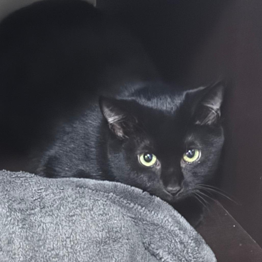 Enlarge Cadbury, a Adoptable Domestic Short Hair in New York, NY image 6/6