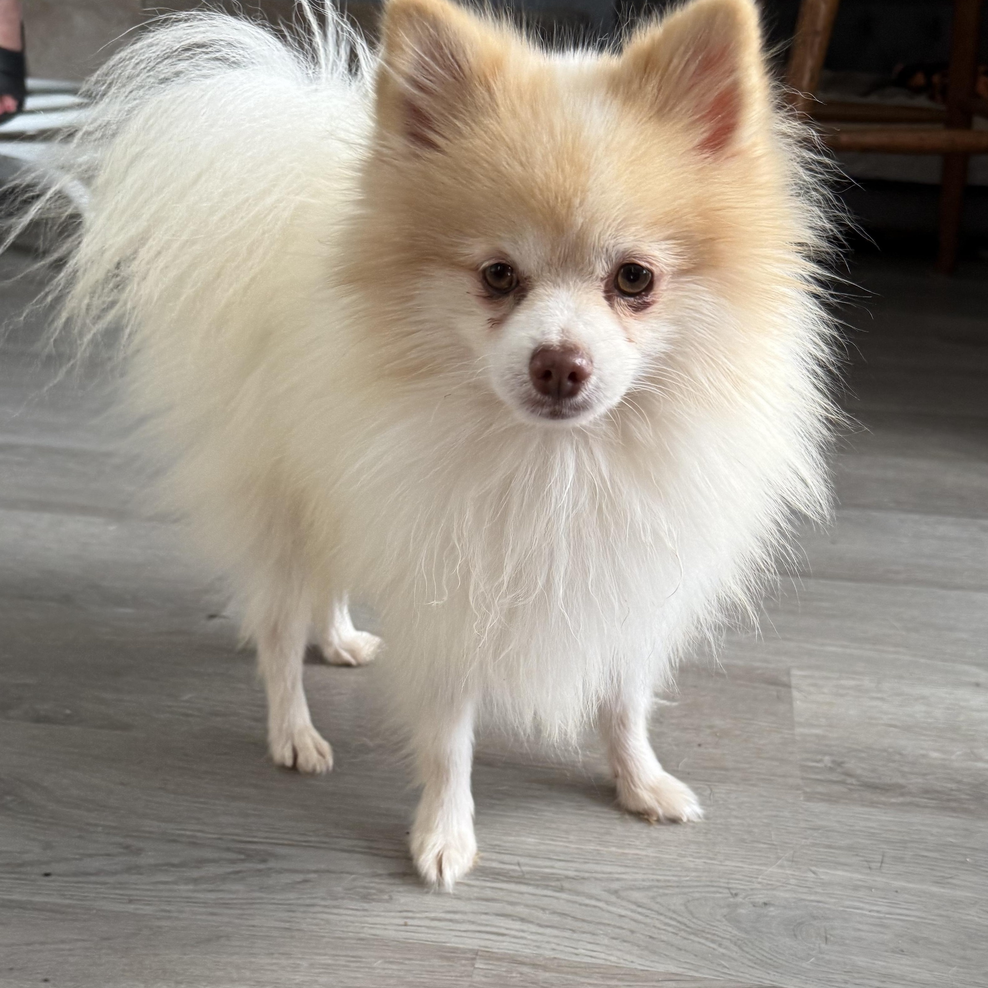 Huxley Doughnut, an adopted Pomeranian in Belleville, NJ image 3/3