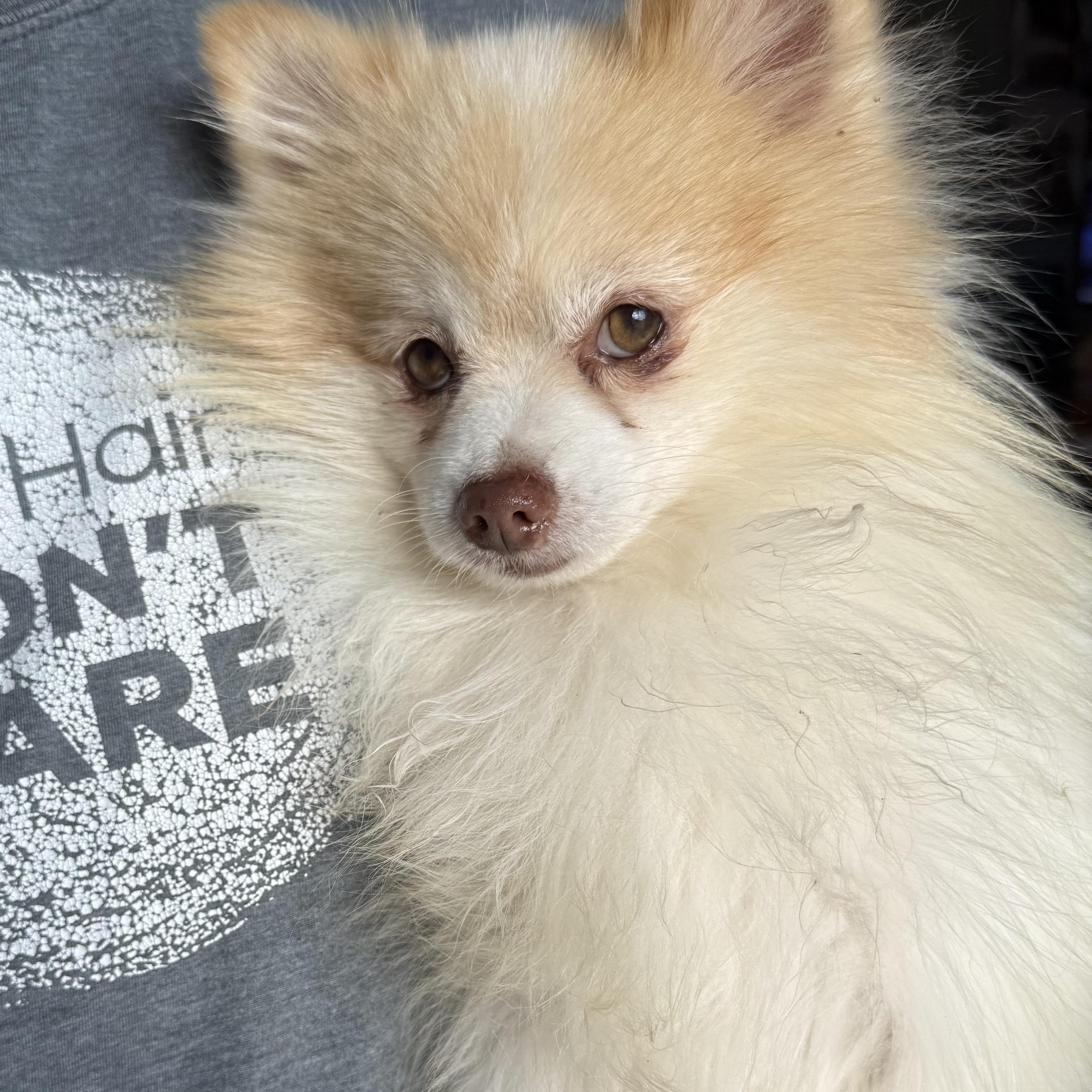 Huxley Doughnut, an adopted Pomeranian in Belleville, NJ image 2/3